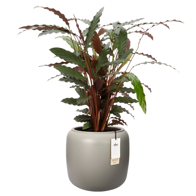 amber beads small 40cm greige